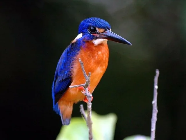 Un martin pescatore azzurro dai colori vivaci, appollaiato con grazia su un ramo sottile.