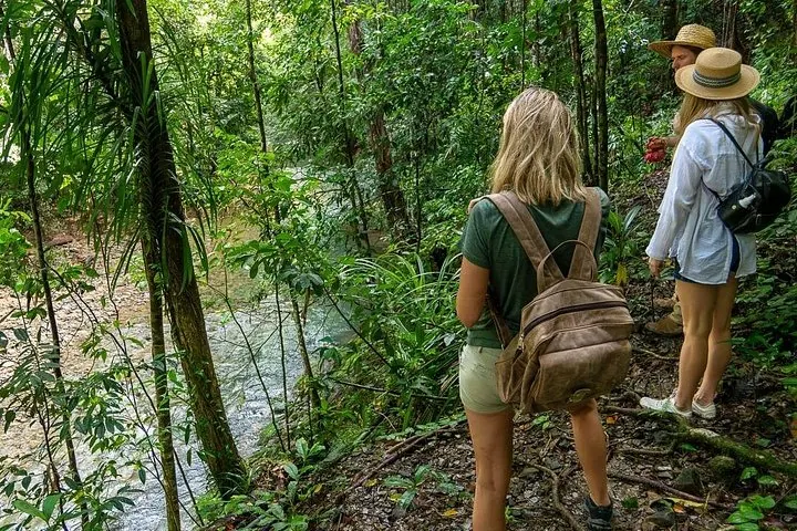 Touristen mit Rucksäcken stehen in einem dichten Regenwald nahe einem seichten Bach