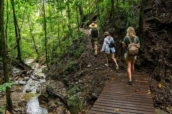 Wanderer gehen auf einem Holzsteg durch einen üppig grünen Regenwald