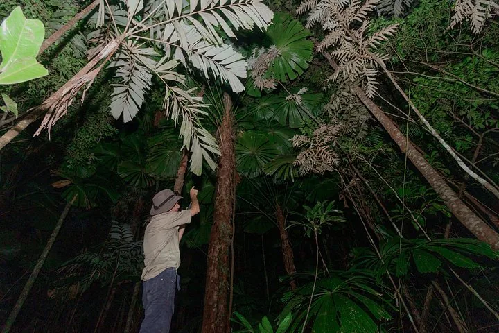 Una persona indica verso l'alto alte palme in una foresta pluviale scura