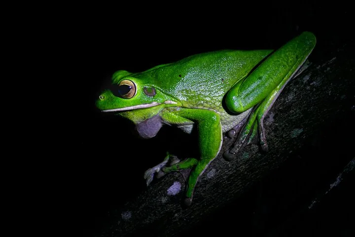 Una rana verde brillante aggrappata a un ramo scuro nella notte