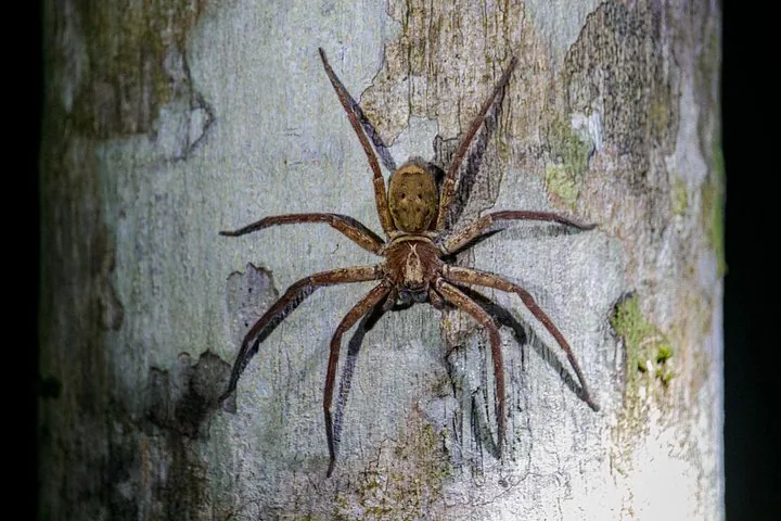 Un grande ragno marrone aggrappato al tronco di un albero nella notte