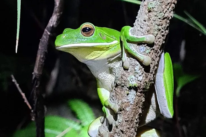 A green tree frog holding onto a textured branch at night