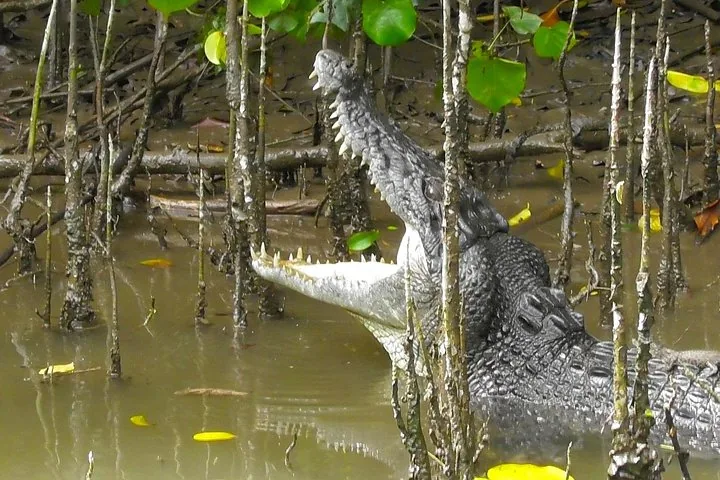 Ein großes Salzwasserkrokodil ruht im schlammigen Wasser zwischen Mangrovenwurzeln.