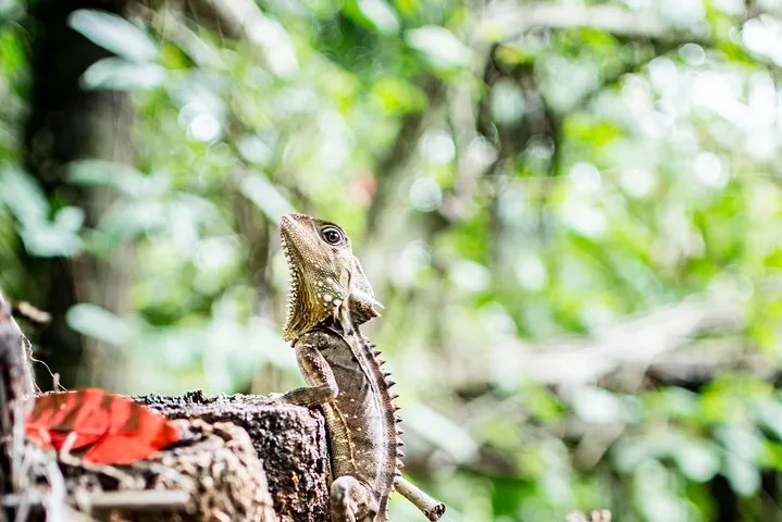 A Boyd's forest dragon clings to a tree stump in the lush rainforest.