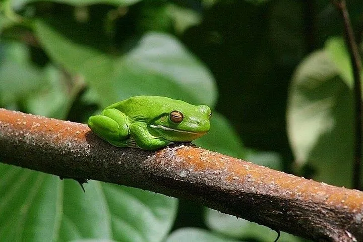 Ein leuchtend grüner Laubfrosch ruht friedlich auf einem Ast im Regenwald.